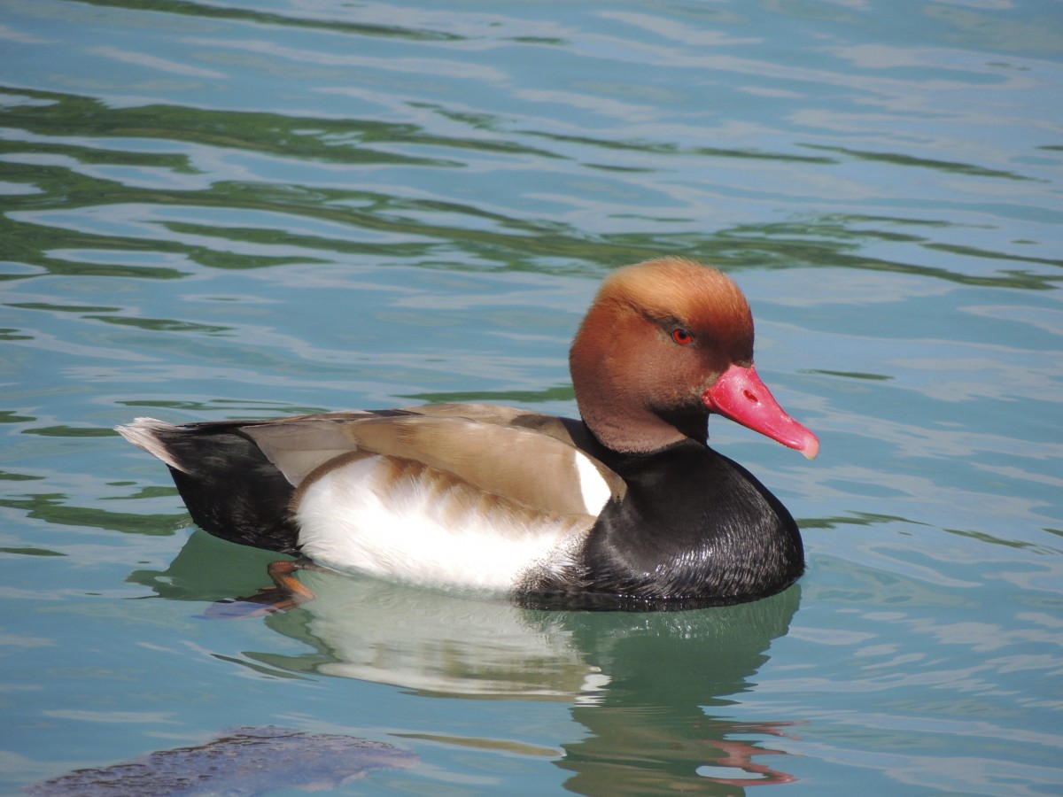 Fotos gratis : agua, pájaro, animal, río, fauna silvestre, pico ...